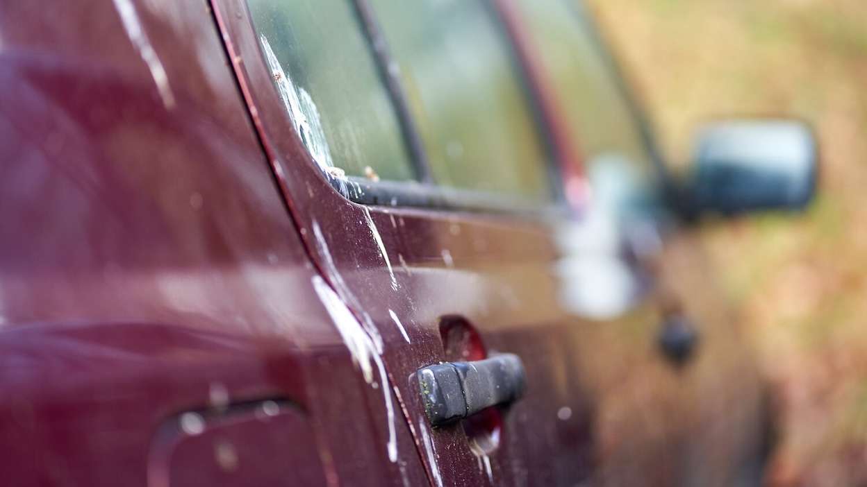 fientes d'oiseaux sur la voiture