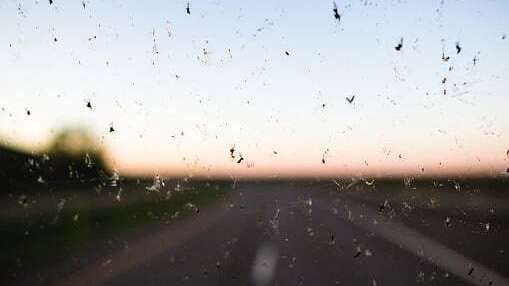 insectes sur le pare-brise